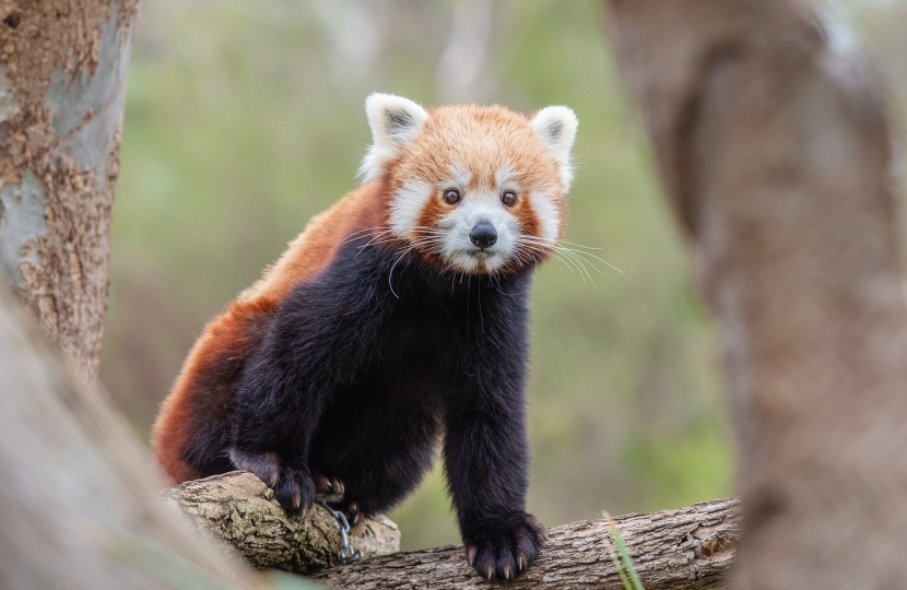 red panda