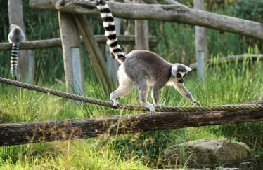 lemur