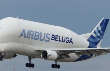 beluga