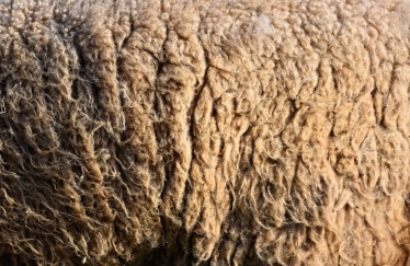 wool